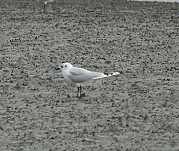 Saunder's Gull