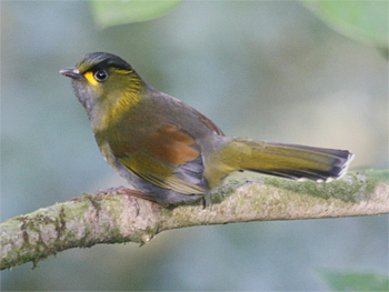 Steere's Liocichla