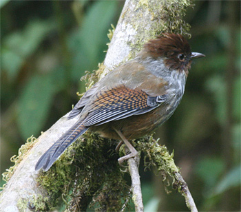 Taiwan Barwing