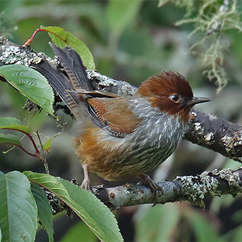Taiwan Barwing