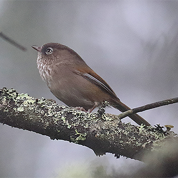 Taiwan Fulvetta