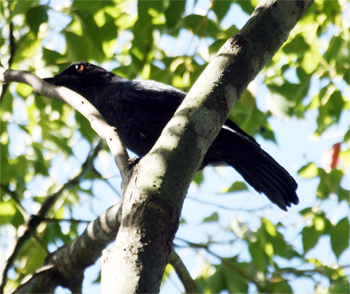 Taiwan Whistling-thrush