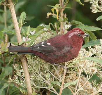 Vinaceous Rosefinch