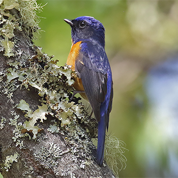 Vivid Niltava