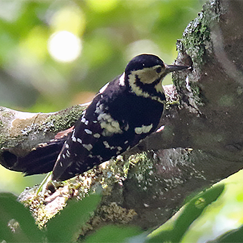 White-backed Woodpecker