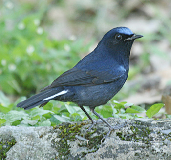 White-tailed Robin