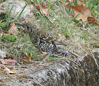 White's Thrush