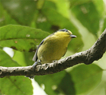Taiwan Yellow Tit
