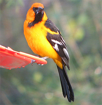 Altamira Oriole