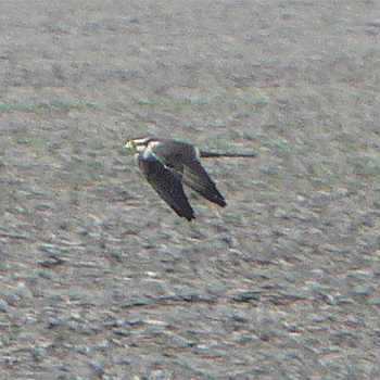 Aplomado Falcon