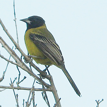 Audubon's Oriole