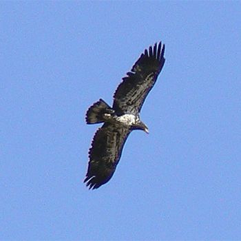 Bald Eagle &ndash; immature