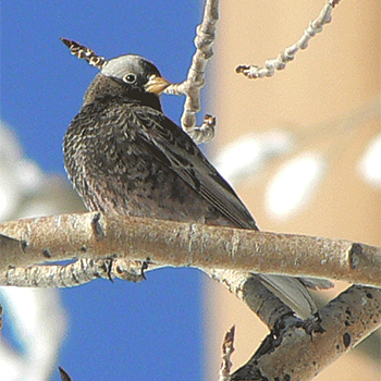 Black Rosy-finch