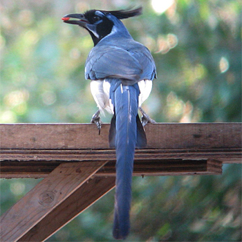Presumed escape Black-throated Magpie-jay