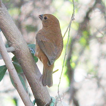 Blue Bunting