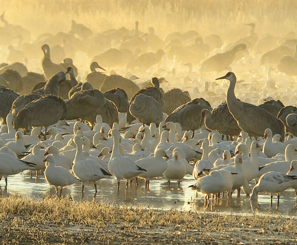 Bosque Del Apache