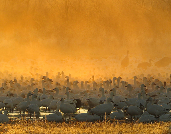 Bosque Del Apache