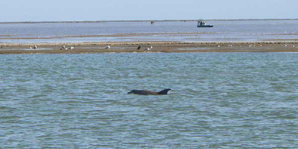 Bottle-nosed Dolphin