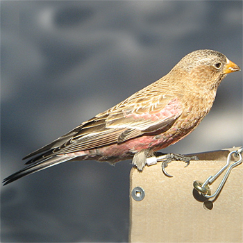 Brown-capped Rosyfinch