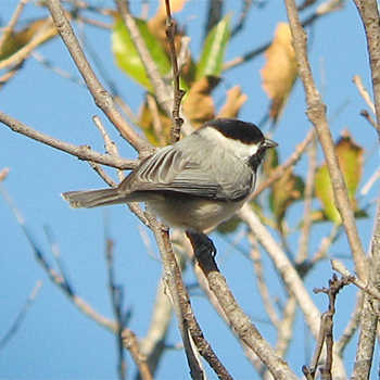 Carolina Chickadee