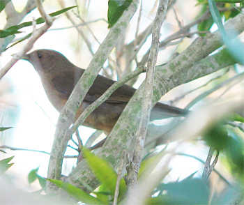 Clay-colored Thrush