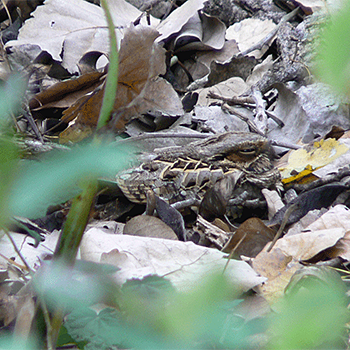 Common Pauraque