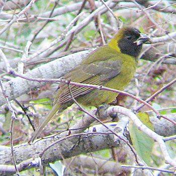 Crimson-collared Grosbeak
