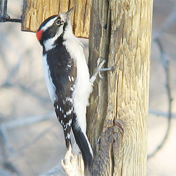 Downy Woodpecker