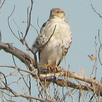 Ferruginous Hawk
