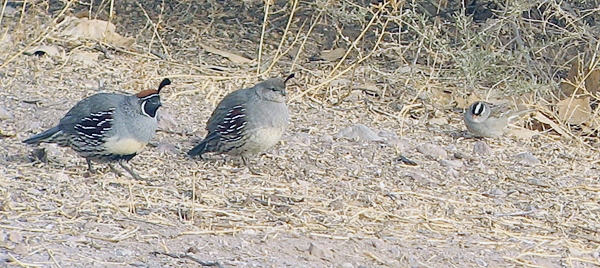 Gambel's Quail and White-crowned Sparrow