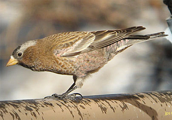 Grey-crowned Rosyfinch