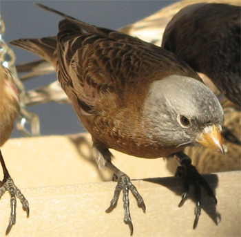 Grey-crowned Rosyfinch