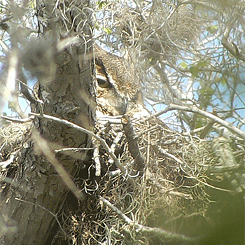 Great Horned Owl
