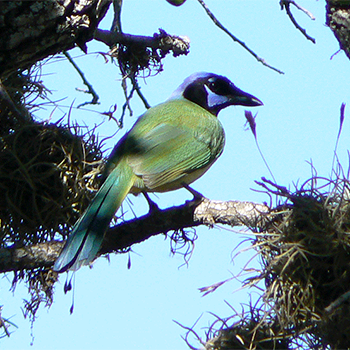 Green Jay