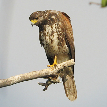Harris's Hawk