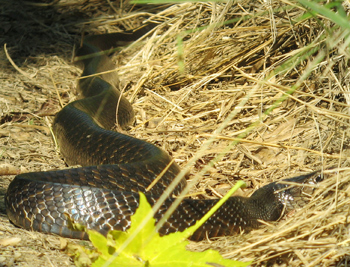Indigo Snake