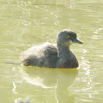 Least Grebe