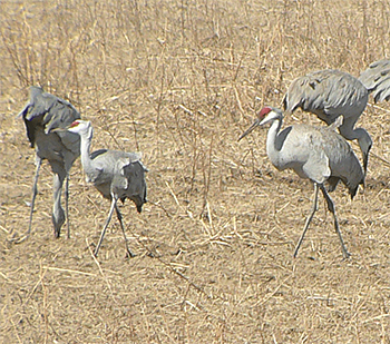 Lesser and Greater Sandhill Cranes