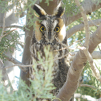 Long-eared Owl