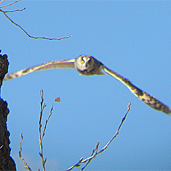 Long-eared Owl