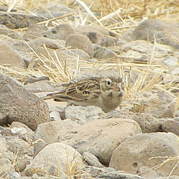 Thick-billed (ex McCown's) Longspur