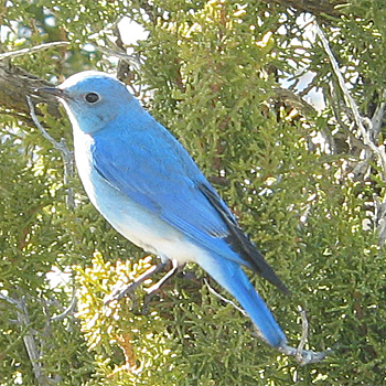 Mountain Bluebird