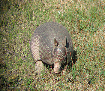 Nine-banded Armadillo