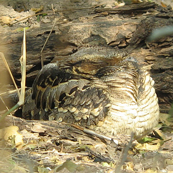 Common Pauraque