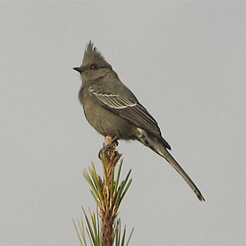 Phainopepla