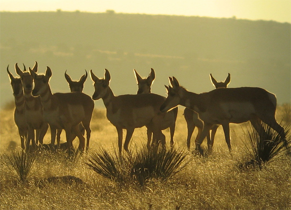 Pronghorn