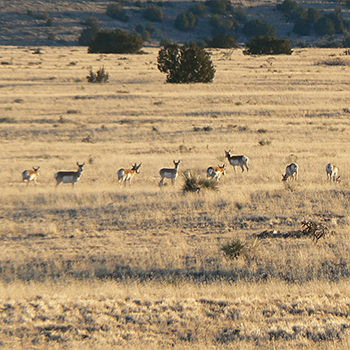 Pronghorns