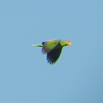 Red-crowned Parrot