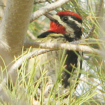 Red-naped Sapsucker