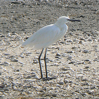 Reddish Egret &ndash; White morph
